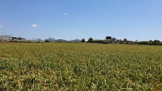 서귀포시 대정읍 영락리 매물 대표 이미지