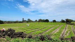 제주시 구좌읍 한동리 매물 대표 이미지