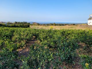 제주시 조천읍 대흘리 매물 대표 이미지