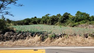 제주시 한경면 조수리 매물 대표 이미지