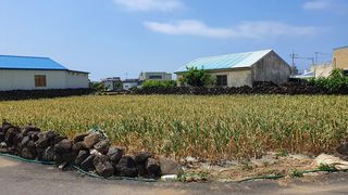 서귀포시 대정읍 동일리 매물 대표 이미지