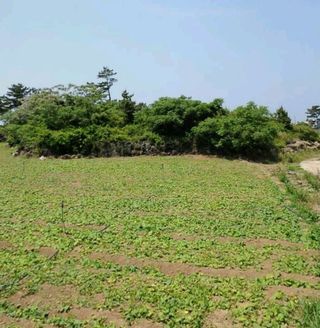 제주시 애월읍 신엄리 매물 대표 이미지