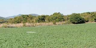 서귀포시 표선면 가시리 매물 대표 이미지