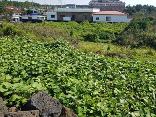 제주시 한림읍 금능리 매물 대표 이미지
