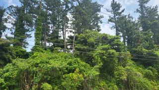 제주시 애월읍 상가리 산 매물 대표 이미지