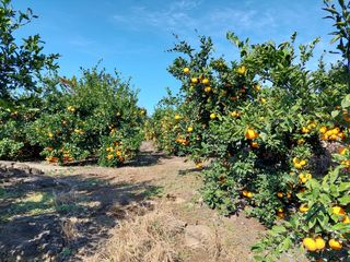 제주시 조천읍 신촌리 매물 대표 이미지