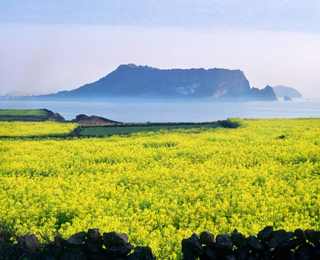 서귀포시 성산읍 신산리 매물 대표 이미지